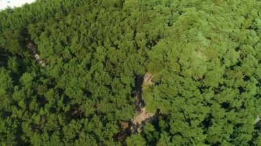 Karwia Las Aerial View Polonya 'daki Top Down Ormanı. Yüksek kalite 4k görüntü