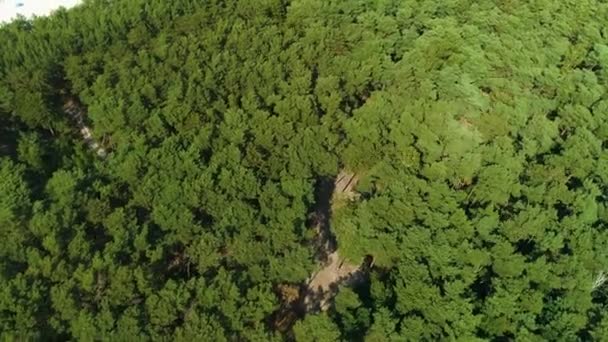 Top Forest Karwia Las Aerial View Polonia Filmati Alta Qualità — Video Stock