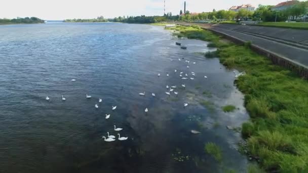 Vistule Fleuve Swan Boulevards Wloclawek Labedzie Wisla Bulwary Vue Aérienne — Video