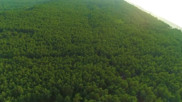 Bella Foresta Paesaggistica Stegna Las Krajobraz Vista Aerea Polonia Filmati — Video Stock