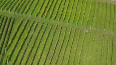Güzel Vineyard Sandomierz Hava Manzarası Polonya. Yüksek kalite 4k görüntü