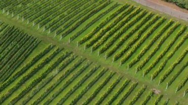 Güzel Vineyard Sandomierz Hava Manzarası Polonya. Yüksek kalite 4k görüntü