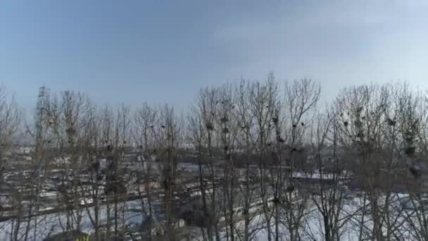Gyönyörű Fák Madárfészkek Nowy Targ Aerial View Lengyelország Kiváló Minőségű — Stock videók