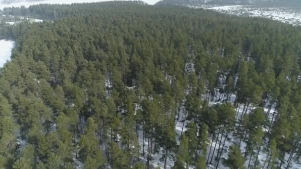 Gyönyörű Panoráma Rezervátum Bor Forest Nowy Targ Aerial View Lengyelország — Stock videók