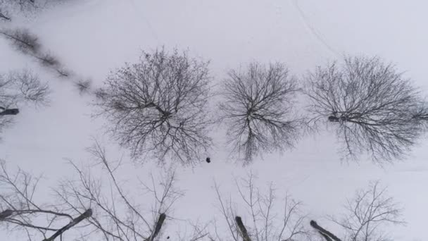 Stromy Sněhu Przytorze Belchatow Aerial View Polsko Vysoce Kvalitní Záběry — Stock video