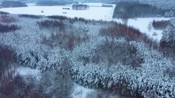 Beautiful Winter Forest Skorkowice Aerial View Poland High Quality Footage — Stock Video