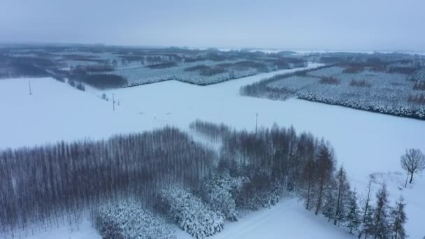 Belle Hiver Panorama Forêt Neige Skorkowice Vue Aérienne Pologne Images — Video