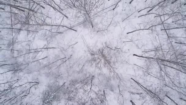 美しいフォレストマウンテンヒルカミエンスク空中ビューポーランド 高品質の4K映像 — ストック動画