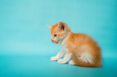1 month old orange white striped domestic cat posing in front of turquoise background, a little confused but very adorable and cute