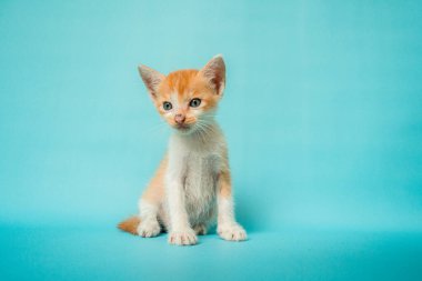 1 month old orange white striped domestic cat posing in front of turquoise background, a little confused but very adorable and cute