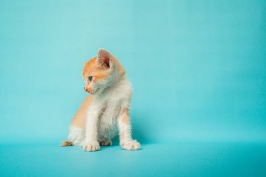 1 month old orange white striped domestic cat posing in front of turquoise background, a little confused but very adorable and cute