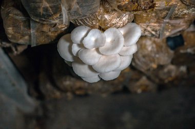 Close-up of oyster mushroom cultivation which is an organic farming increasingly favored by farmers, oyster mushrooms growing in sacks on wooden shelves