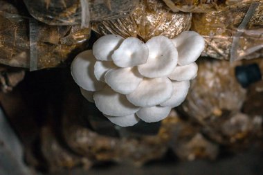 Close-up of oyster mushroom cultivation which is an organic farming increasingly favored by farmers, oyster mushrooms growing in sacks on wooden shelves