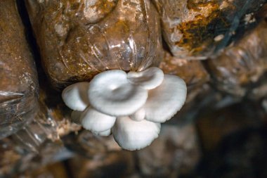 Close-up of oyster mushroom cultivation which is an organic farming increasingly favored by farmers, oyster mushrooms growing in sacks on wooden shelves