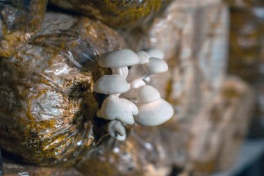 Close-up of oyster mushroom cultivation which is an organic farming increasingly favored by farmers, oyster mushrooms growing in sacks on wooden shelves