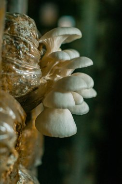 Close-up of oyster mushroom cultivation which is an organic farming increasingly favored by farmers, oyster mushrooms growing in sacks on wooden shelves