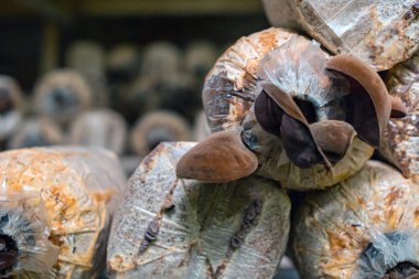 Close-up of red ear mushrooms that are still in the bag and have not been harvested, cultivation of red ear mushrooms lined up on a wooden shelf in the room