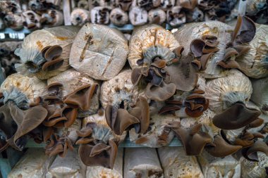 Close-up of red ear mushrooms that are still in the bag and have not been harvested, cultivation of red ear mushrooms lined up on a wooden shelf in the room