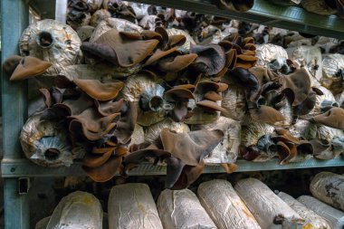 Close-up of red ear mushrooms that are still in the bag and have not been harvested, cultivation of red ear mushrooms lined up on a wooden shelf in the room