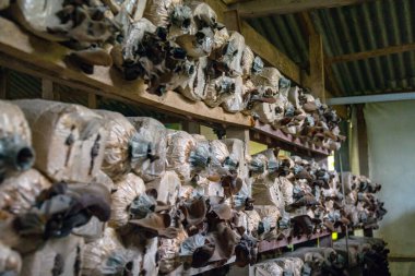 Close-up of red ear mushrooms that are still in the bag and have not been harvested, cultivation of red ear mushrooms lined up on a wooden shelf in the room