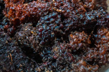 Detail of the stingless trigona bee hive that has been harvested to produce one of the best honey and pollen in a propolis bag