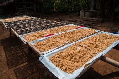 Gatot, a special food from the Gunung Kidul area, Indonesia, which comes from cassava tubers that are soaked, pounded and dried in the sun before being cooked. These foods are generally brown and green for the pandan flavored ones