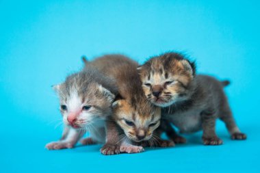 Three adorable gray to brownish-gray domestic kittens a few weeks old that still can't open their eyes against a turquoise background, very cute and just learning to walk