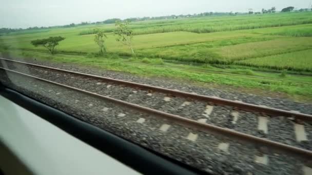 Pencere Kenarında Oturan Trene Bin Pencerenin Dışındaki Raylara Pirinç Tarlalarına — Stok video