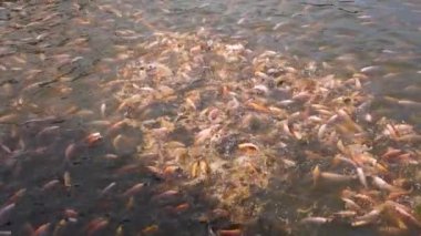 Close-up of a freshwater pond for fish farming and development containing many small to large red tilapia in a clear pond, slow motion footage showing fish movement on the water surface