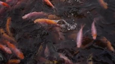 Close-up of a freshwater pond for fish farming and development containing many small to large red tilapia in a clear pond, slow motion footage showing fish movement on the water surface