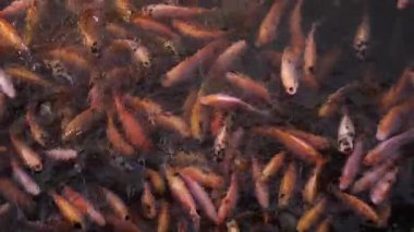 Close-up of a freshwater pond for fish farming and development containing many small to large red tilapia in a clear pond, slow motion footage showing fish movement on the water surface