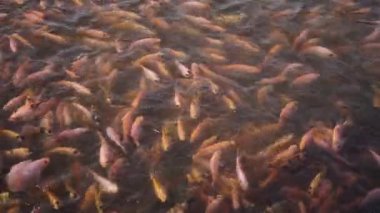 Close-up of a freshwater pond for fish farming and development containing many small to large red tilapia in a clear pond, slow motion footage showing fish movement on the water surface