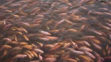 Close-up of a freshwater pond for fish farming and development containing many small to large red tilapia in a clear pond, slow motion footage showing fish movement on the water surface