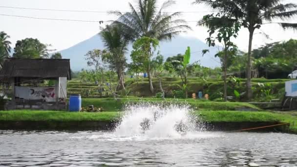 Waterwheel Red Tilapia Fish Farming Pond Waterwheel System Circulate Water — Stock Video