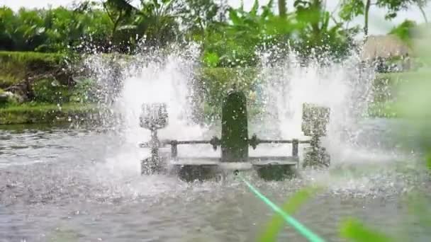 Kincir Air Kolam Ikan Tilapia Merah Sistem Kincir Air Untuk — Stok Video