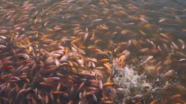 Close Freshwater Pond Fish Farming Development Containing Many Small Large — Stockvideo