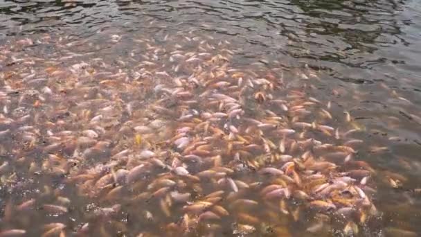 물고기 개발을 연못의 사진맑은 연못의 틸라피아를 포함하고 움직임 표면에서 물고기의 — 비디오