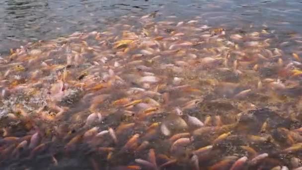 Nahaufnahme Eines Süßwasserteiches Für Fischzucht Und Entwicklung Mit Vielen Kleinen — Stockvideo