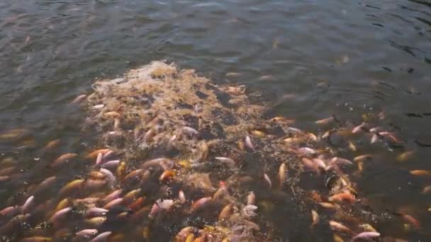 Close Freshwater Pond Fish Farming Development Containing Many Small Large — Video Stock