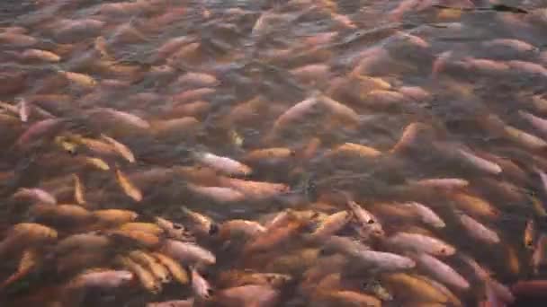 Zbliżenie Stawu Słodkowodnego Hodowli Rozwoju Ryb Zawierającego Wiele Małych Dużych — Wideo stockowe