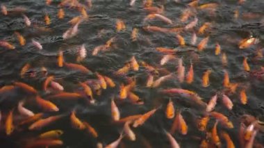 Close-up of a freshwater pond for fish farming and development containing many small to large red tilapia in a clear pond, slow motion footage showing fish movement on the water surface