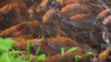 Balık çiftçiliği ve gelişimi için bir tatlı su göletine yakın çekim. Temiz bir gölette birçok küçük-büyük tilapia içeriyor. Su yüzeyinde balık hareketlerini gösteren yavaş çekim görüntüleri.