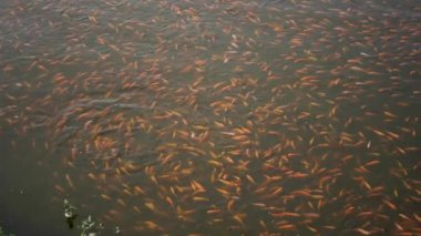 Close-up of a freshwater pond for fish farming and development containing many small to large red tilapia in a clear pond, slow motion footage showing fish movement on the water surface
