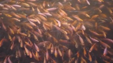 Close-up of a freshwater pond for fish farming and development containing many small to large red tilapia in a clear pond, slow motion footage showing fish movement on the water surface