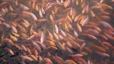 Close-up of a freshwater pond for fish farming and development containing many small to large red tilapia in a clear pond, slow motion footage showing fish movement on the water surface