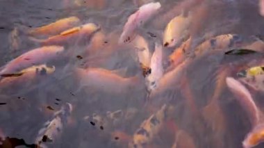 Close-up of a freshwater pond for fish farming and development containing many small to large red tilapia in a clear pond, slow motion footage showing fish movement on the water surface