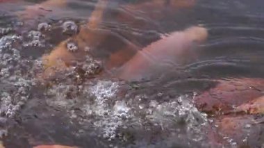 Balık çiftçiliği ve gelişimi için bir tatlı su göletine yakın çekim. Temiz bir gölette birçok küçük-büyük tilapia içeriyor. Su yüzeyinde balık hareketlerini gösteren yavaş çekim görüntüleri.