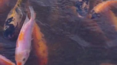 Close-up of a freshwater pond for fish farming and development containing many small to large red tilapia in a clear pond, slow motion footage showing fish movement on the water surface