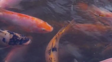 Close-up of a freshwater pond for fish farming and development containing many small to large red tilapia in a clear pond, slow motion footage showing fish movement on the water surface