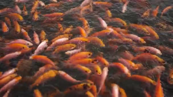 水面上の魚の動きを示す明確な池 スローモーション映像で多くの小さな大きな赤いティラピアを含む魚の農業と開発のための淡水池のクローズアップ — ストック動画